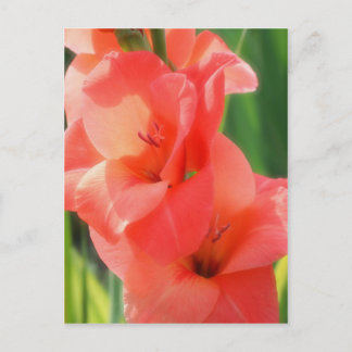 Carte Postale Macro Pêcher Gladiolas Fleur Nature