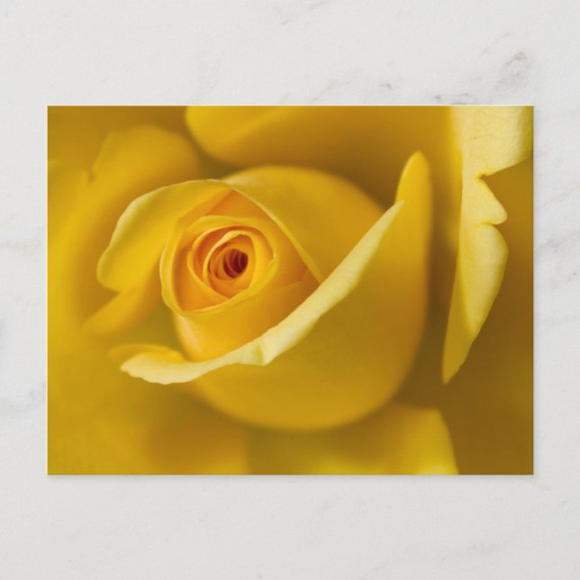 Carte Postale Macro Rose jaune (Devant)
