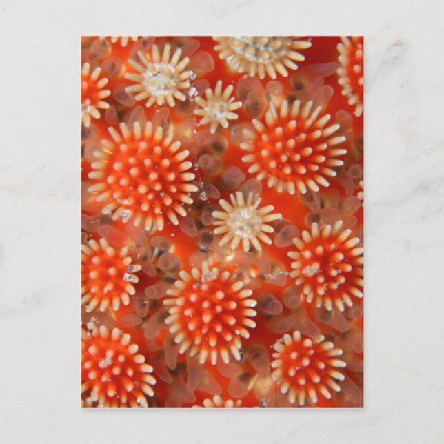 Carte Postale Macro Sea Star (Devant)