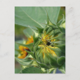 Carte Postale Macro Tournesol réveiller la nature