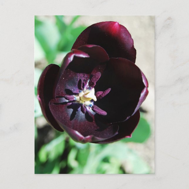 Carte Postale Macro tulipe noire (Devant)