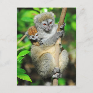 Carte Postale Madagascar, Andasibe, Ile Aux Lemuriens, Mère