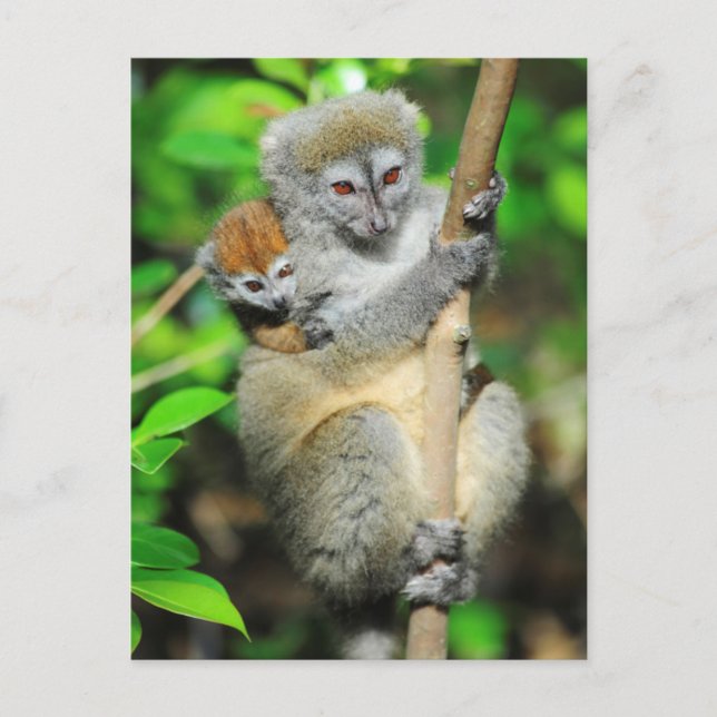 Carte Postale Madagascar, Andasibe, Ile Aux Lemuriens, Mère (Devant)