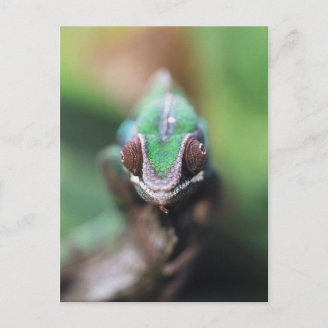 Carte Postale Madagascar, Caméléon panthère à barre rouge (Devant)