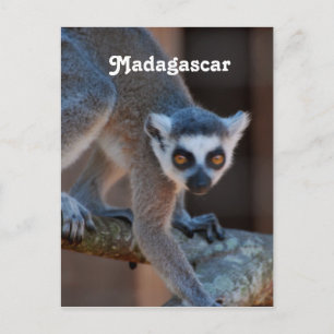 Carte Postale Madagascar Lemur