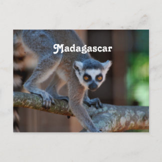 Carte Postale Madagascar Lemur