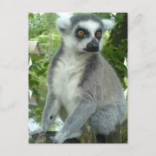 Carte postale Madagascar Lemur