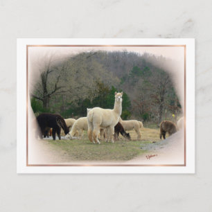 Carte postale Madame Pompadour