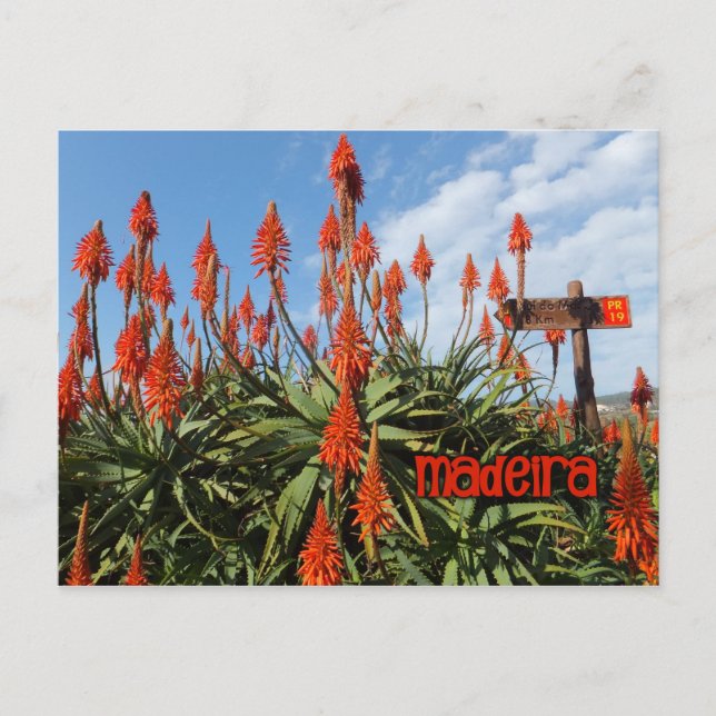 Carte postale Madeira Aloe, personnaliser (Devant)