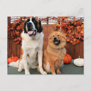 Carte Postale Mae - St Bernard et Cinny - Chow Chow Photo 4