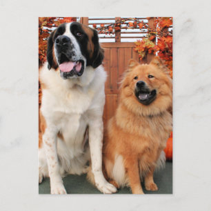 Carte Postale Mae - St Bernard et Cinny - Chow Chow Photo 4