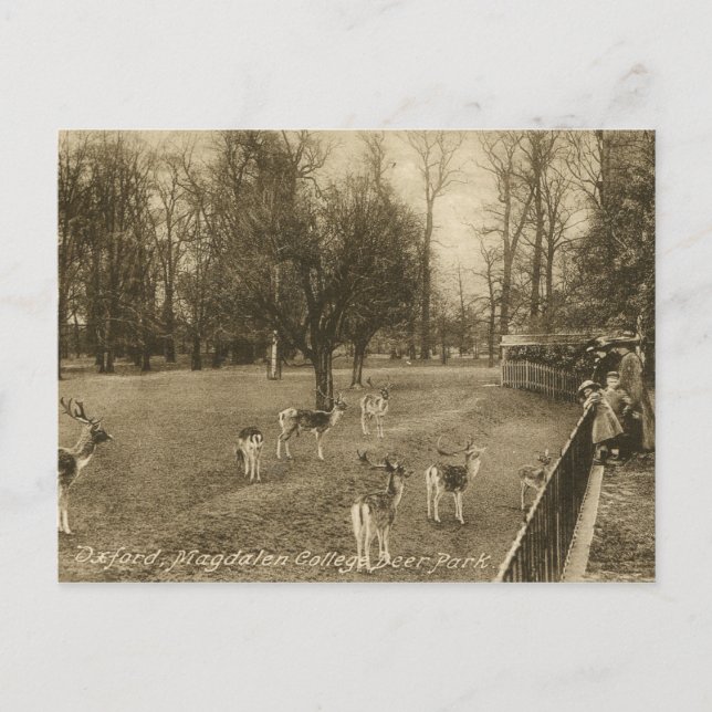 Carte Postale Magdalen College, Oxford, Angleterre Vintage (Devant)