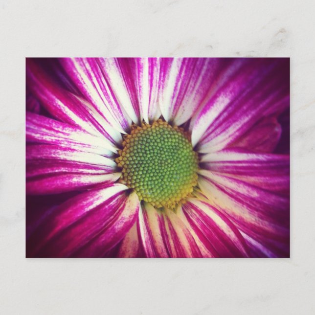 Carte postale Magenta Daisy (Devant)