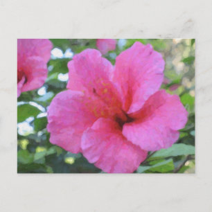Carte postale Magenta Hibiscus