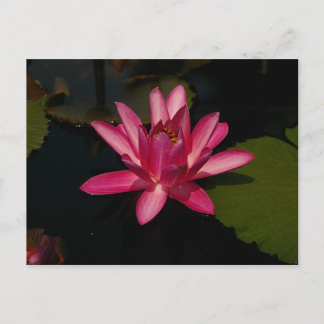 Carte Postale Magenta Lotus Nénuphar (Devant)