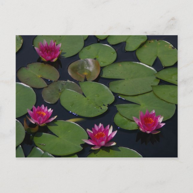 Carte Postale Magenta Lotus Nénuphar (Devant)