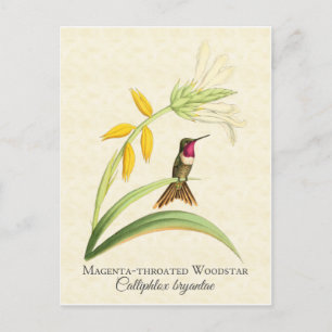 Carte postale Magenta Throsé Hummingbird Art