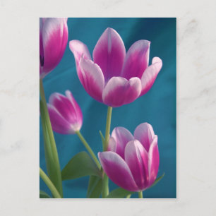 carte postale magenta tulipes