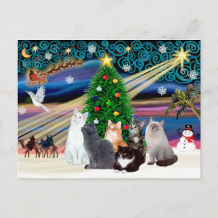 Carte Postale Magie de Noël - Six chats (divers)