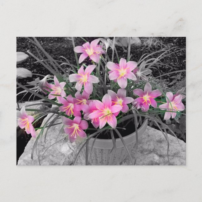 Carte postale Magique Fairy Lily (Devant)