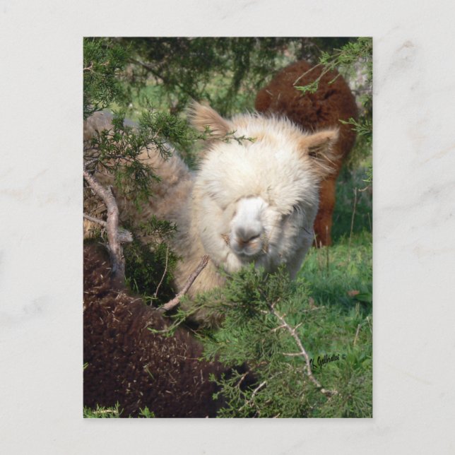 Carte postale Magnet Alpaca (Devant)