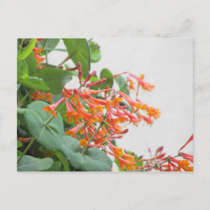 Carte Postale "Magnifica" Honeysuckle