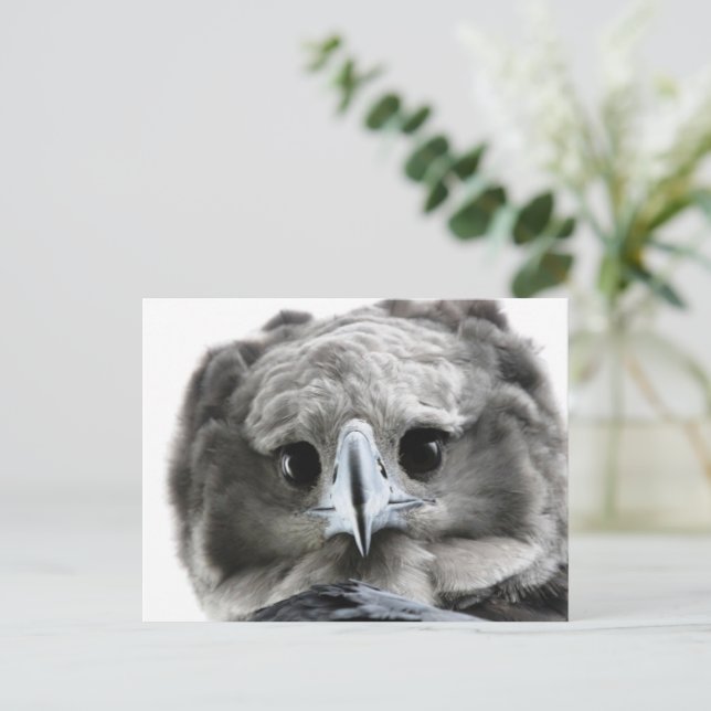 Carte Postale "Magnificent Harpy Eagle" (Debout devant)