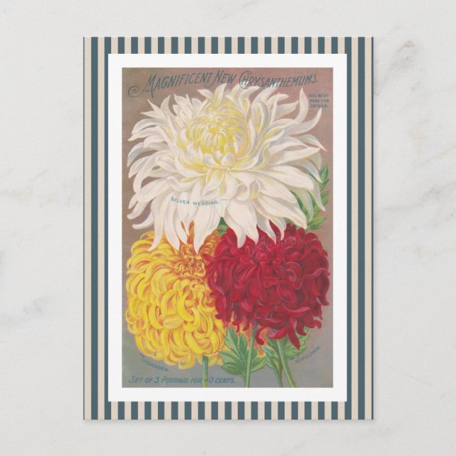 Carte Postale Magnificent Mums Vintage Art (Devant)