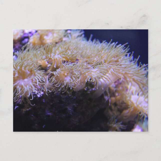 Carte Postale Magnifique anémone de mer # 3 (Devant)