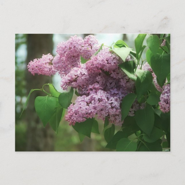 Carte Postale magnifique bouquet lilas (Devant)