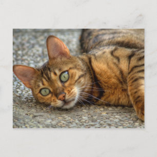 Carte Postale Magnifique chat Bengal