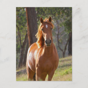 Carte Postale Magnifique Chestnut Cheval Brown en Champ