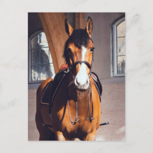 Carte Postale Magnifique cheval bai dans une arène de dressage i