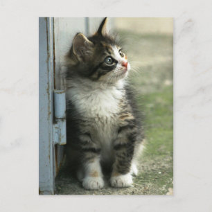 Carte Postale Magnifique design de chaton tabby - tellement mign