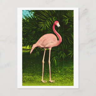 Carte Postale Magnifique flamant rose
