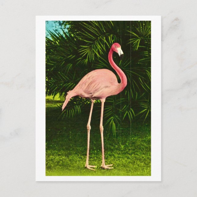 Carte Postale Magnifique flamant rose (Devant)