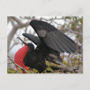 Carte Postale Magnifique Frigate Bird
