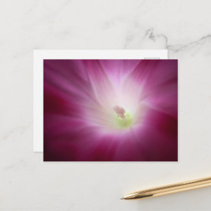 Carte Postale Magnifique Glory du Matin Fleur Rose Brillante Art