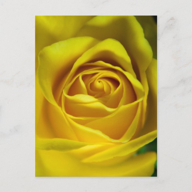 Carte Postale Magnifique image macro rose jaune (Devant)