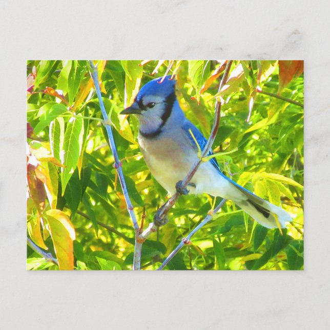 Carte Postale Magnifique Jay Bleu à Maple Québec Canada (Devant)