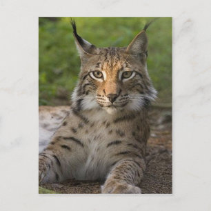 Carte Postale magnifique lynx reposant