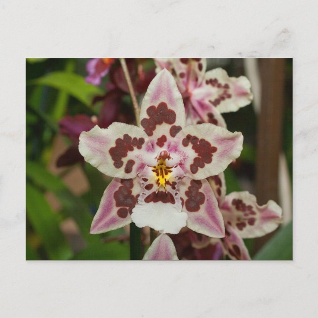 Carte Postale Magnifique Orchid Phalaenopsis multicolore (Devant)