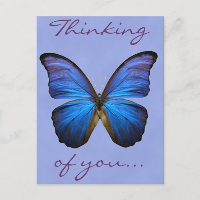 Carte Postale Magnifique papillon bleu Morpho (Devant)