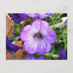 Carte Postale Magnifique Pétunia pourpre