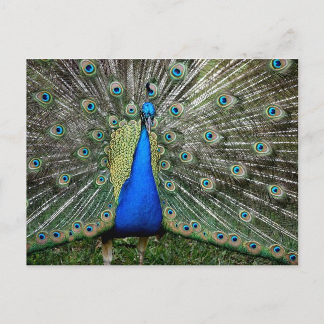 Carte Postale Magnifique profil de paon (Devant)