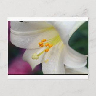 Carte Postale Magnifique Tandis Que Lily