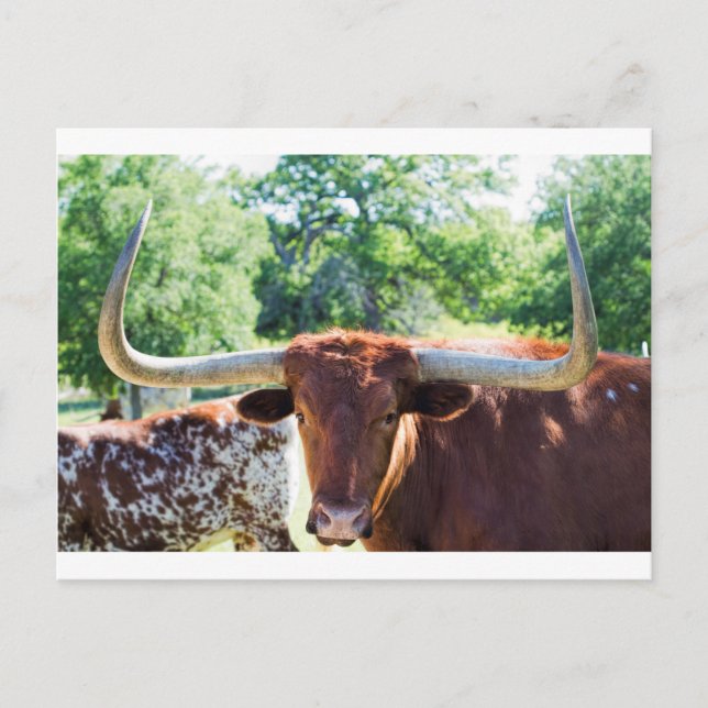 Carte Postale Magnifique Texas Longhorn Bull (Devant)