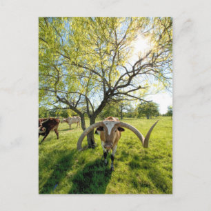 Carte Postale Magnifique Texas Longhorn Steer
