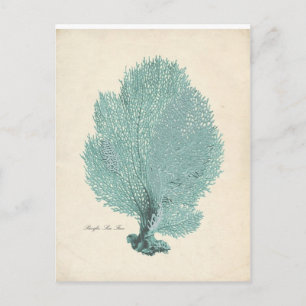 Carte Postale Magnifique Ventilateur Turquoise/Aqua Pacific Sea