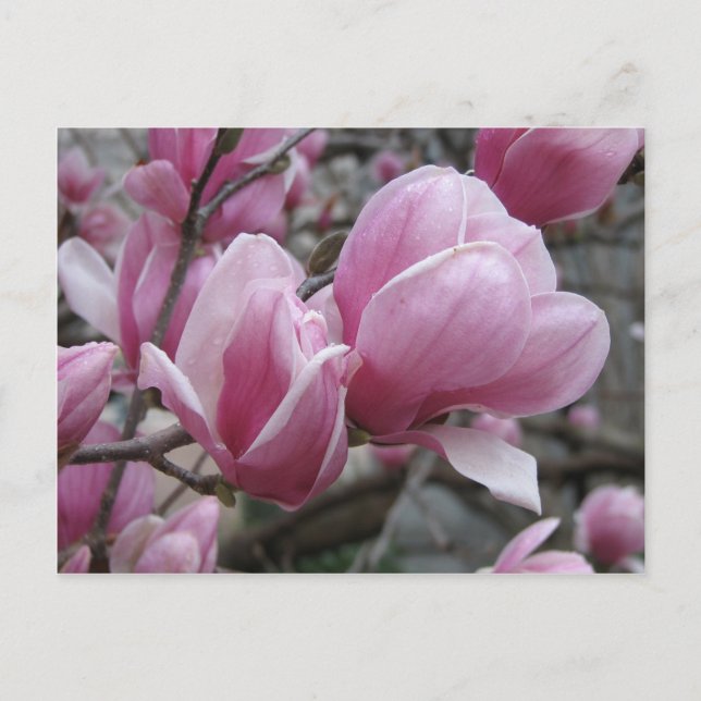 Carte postale Magnolia (Devant)